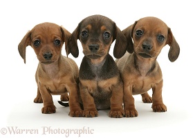 Three Dachshund puppies