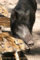 Wild Boar mother and piglets