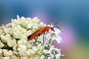 Black-tipped Soldier Beetle on a flower