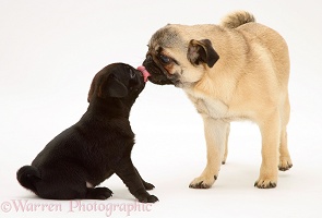 Pug mother licking a pup