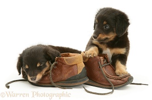 Sheltie x Dachshund pups with child's shoes