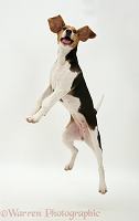 Beagle pup jumping