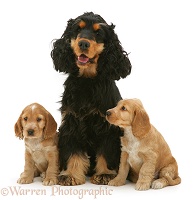 Cocker Spaniel and pups