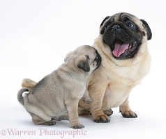 Fawn Pug dog and pup