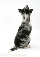 Collie-cross sitting, back view