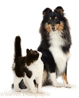 Black-and-white kitten and Sheltie