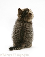 Tabby kitten, back view