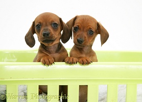 Red miniature Dachshund pups, paws over