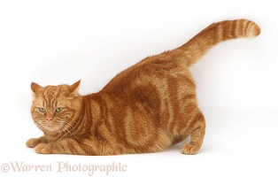 Ginger cat crouching tail up