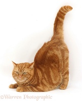 Ginger cat crouching tail up