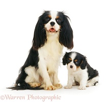 Cavalier King Charles Spaniel with pup