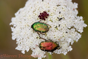 Rose Chafer Beetles