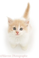 Ginger-and-white kitten looking up