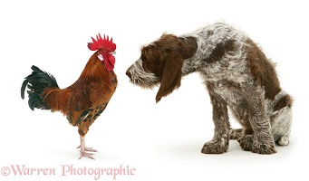 Rooster and Spinone pup facing each other