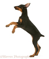 Doberman pup standing up on hind legs