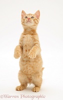 Ginger kitten standing