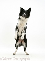 Black-and-white Border Collie standing on hind legs
