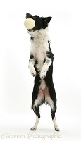 Border Collie standing on hind legs