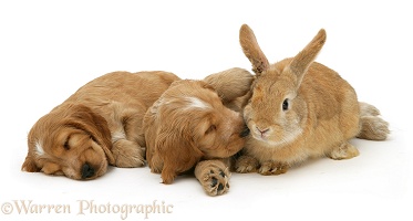 Golden Cocker Spaniel puppies and rabbit