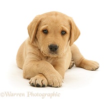 Yellow Labrador Retriever puppy lying with paws crossed