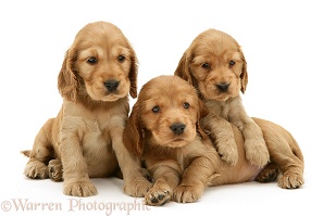 Three Golden Cocker Spaniel pups