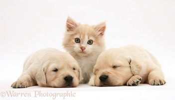Sleepy Labrador pups and kitten