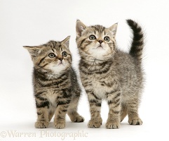 British Shorthair Brown Tabby kittens