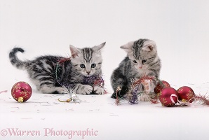 Silver tabby kittens playing with baubles and tinsel