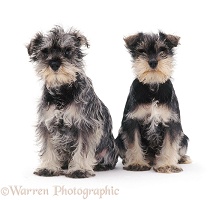 Two Miniature Schnauzer pups