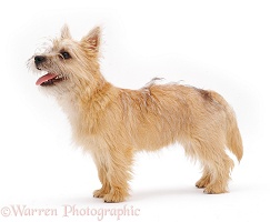 Cairn Terrier pup