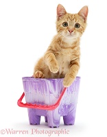 Ginger kitten in a beach bucket