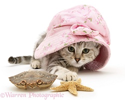 Kitten in hat