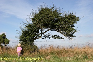 Girl and wind-blown Hawthorn tree