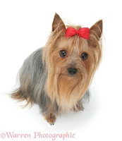 Yorkshire Terrier in show coat and bow in its hair