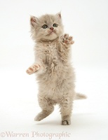 Kitten dancing
