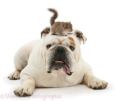 Bulldog and Squirrel