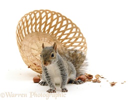 Grey Squirrel has upset basket of nuts