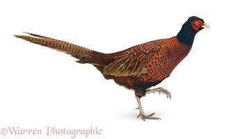 Game Pheasant