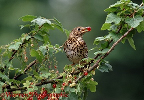 Song Thrush with red currant