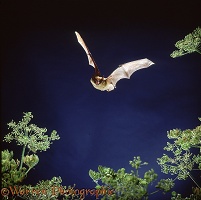 Serotine Bat in flight