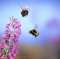 Common White-tailed Bumblebees in flight