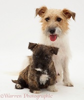 Jack Russell and pup
