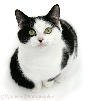 Black-and-white cat looking up