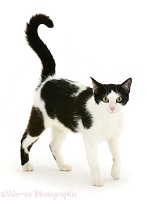 Black-and-white cat walking