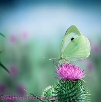 Large White on a thistle flower