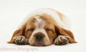 Sleeping Brittany Spaniel pup