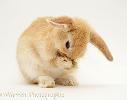 Baby Sandy Lop rabbit washing its paws