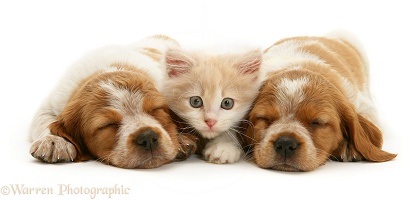 Kitten with sleepy spaniel pups
