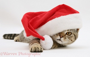 Tabby cat in Santa hat
