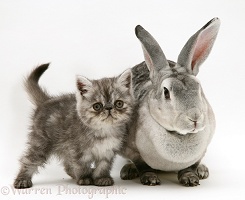 Silver exotic kitten with silver rabbit